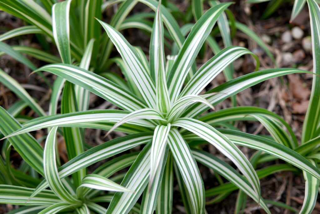 Generiere ein Bild von Grünlilie (Chlorophytum comosum) Generiere ein Bild von Grünlilie (Chlorophytum comosum)